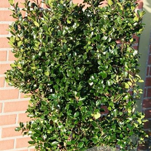 Ilex meserv. 'Blue Prince' 125-150 cm met kluit