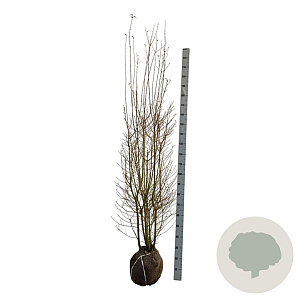 Ligustrum vulg. 'Atrovirens' 175-200 cm met kluit