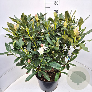 Rhododendron 'Cunningham's White' 70-90 cm 15L
