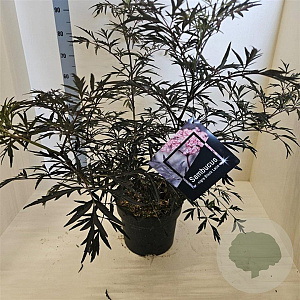 Sambucus nigra Black Lace 60-80 cm 10L