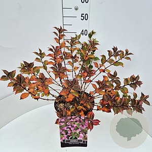 Weigela florida 'Nana Purpurea' 40-50 cm 10L