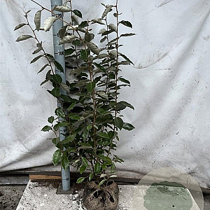 Elaeagnus ebbingei 80-100 cm met kluit