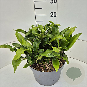 Asplenium scolopendrium 35-40 cm 10L