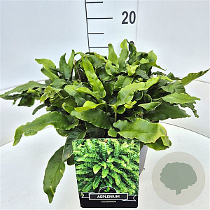 Asplenium scolopendrium 35-40 cm 10L