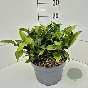 Asplenium scolopendrium 35-40 cm 10L