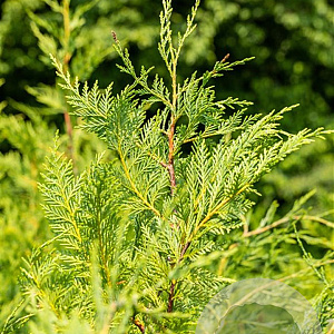 Cupressocyparis leylandii 175-200 cm met kluit
