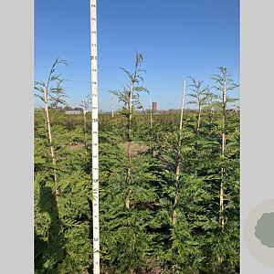 Cupressocyparis leylandii 175-200 cm met kluit