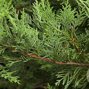Cupressocyparis leylandii 175-200 cm met kluit
