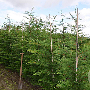 Cupressocyparis leylandii 175-200 cm met kluit