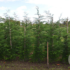 Cupressocyparis leylandii 175-200 cm met kluit