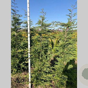 Cupressocyparis leylandii 200-225 cm met kluit