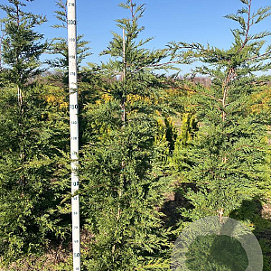 Cupressocyparis leylandii 200-225 cm met kluit