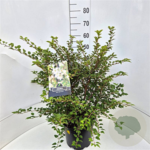 Prunus incisa 'Kojou-no-mai' 50-60 cm 20L