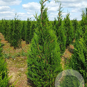 Thuja pl. 'Atrovirens' 200-225 cm met kluit