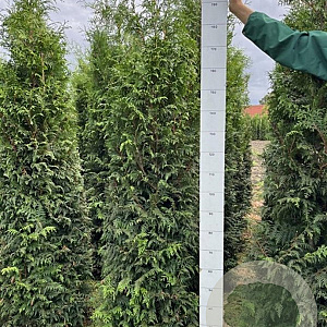 Thuja pl. 'Gelderland' 175-200 cm met kluit