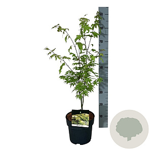 Acer shirasawanum 'Jordan' 40-50 cm P21