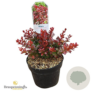 Berberis thunb. 'Atropurpurea Nana' 20-25 cm 3,0L