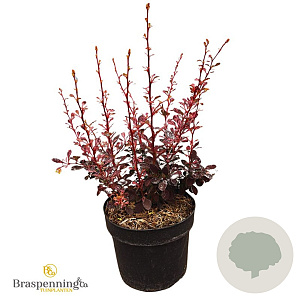 Berberis thunb. 'Harlequin' 25-30 cm 3,5L