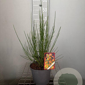 Cytisus 'Lena' 30-40 cm 3,0L