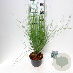 Cytisus praecox 'Albus' 30-40 cm 3,0L