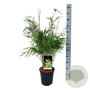Fargesia rufa 60-80 cm 6L