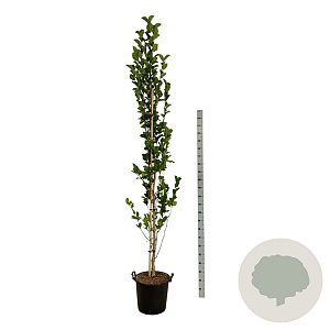 Magnolia kobus Isis 225-250 cm 30L extra