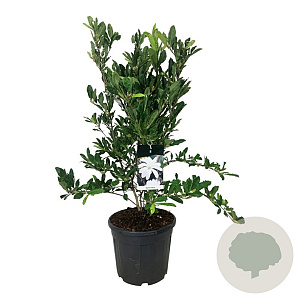 Magnolia stellata 80-100 cm 30L extra