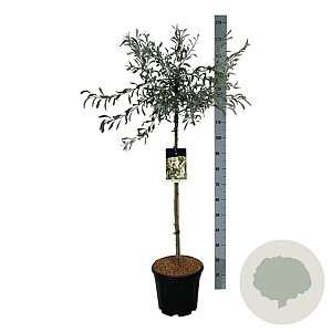 Pyrus salicifolia 'Pendula' 90 cm stam 15L
