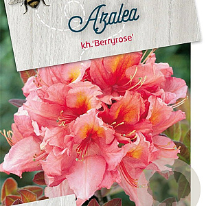 Rhododendron (AK) 'Berryrose' 50-60 cm 10L