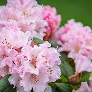 Rhododendron (C) 'Christmas Cheer' 50-60 cm 20L