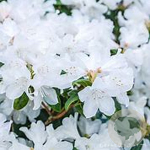 Rhododendron 'Dora Amateis' 25-30 cm 5,0L