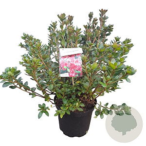 Rhododendron (AJ) 'Florida' 40-50 cm 10L