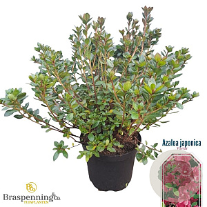 Rhododendron (AJ) 'Florida' 40-50 cm 10L