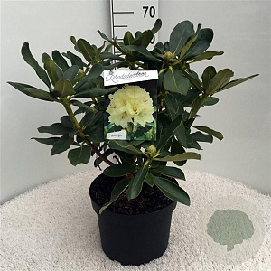 Rhododendron 'Horizon Monarch' 50-60 cm 10L