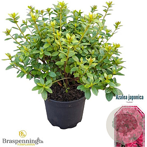 Rhododendron (AJ) 'Isabel' 20-25 cm 2,0L