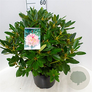 Rhododendron (Y) 'Percy Wiseman' 50-60 cm 10L
