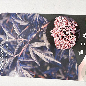 Sambucus nigra Black Lace 30-40 cm 3,0L