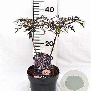 Sambucus nigra Black Lace 30-40 cm 3,0L