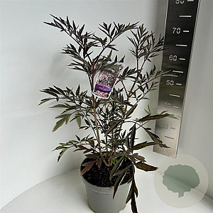 Sambucus nigra Black Lace 40-50 cm 5,0L