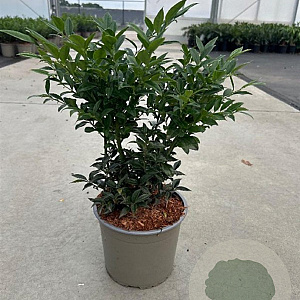 Sarcococca confusa 30-40 cm 3,0L