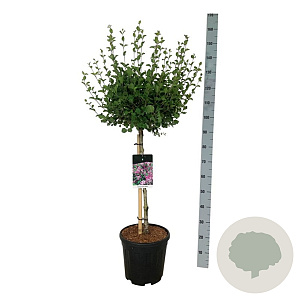 Syringa meyeri 'Palibin' 60 cm stam 15L