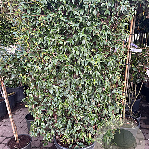 Trachelospermum jasminoides 100-150 cm container lage leivorm