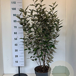 Elaeagnus ebb. 'Compacta' 100-120 cm 10L