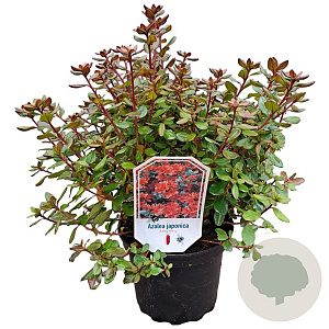 Azalea (J) 'Addy Wery' 20-25 cm 2,0L