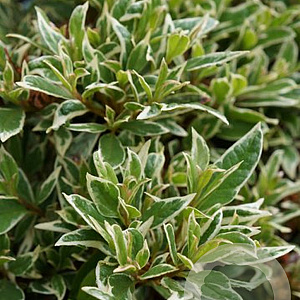Azalea (J) 'Silver Sword' 20-25 cm 2,0L
