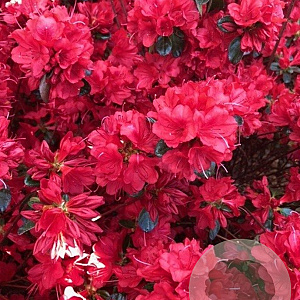 Azalea (J) 'Stewartstown' 50 cm 20L