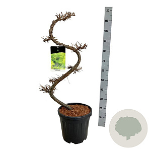 Larix kaempferi 80 cm 15L bonsai