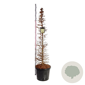 Larix kaempferi 175-200 cm cont. 90L