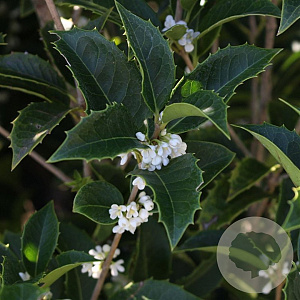 Osmanthus Aquifolium GM container meerstammig