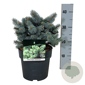 Picea pungens 'Blaukissen' 15-20 cm
